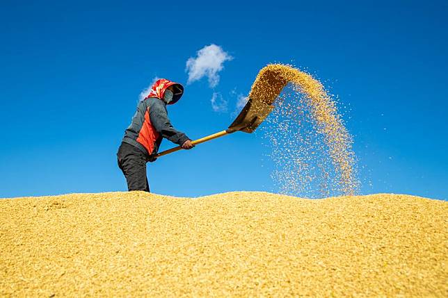 A farmer works amid rice piles at a farm of Beidahuang Group in northeast China's Heilongjiang Province, Oct. 12, 2024. (Xinhua/Zhang Tao)