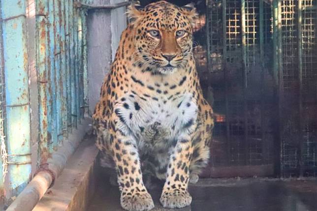 四川攀枝花動物園內的金錢豹胖得形似電影《動物方城市》中的「豹警官」，網友調侃園方是「全國模範養豬基地」。（取自微博）