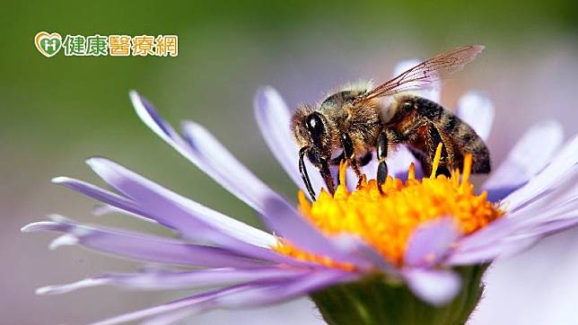 被蜜蜂、胡蜂螫傷後，可能會引起全身性的毒性反應，包括過敏反應、凝血功能異常、橫紋肌溶解症、急性腎損傷和肝損傷等。