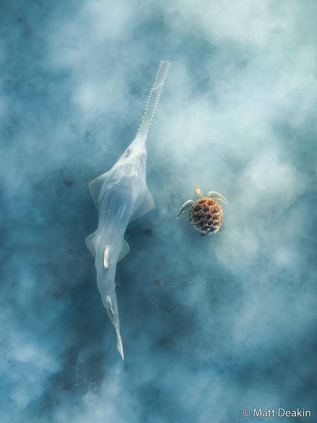 Ethereal Encounter by Matt Deakin ／ AGNPOTY