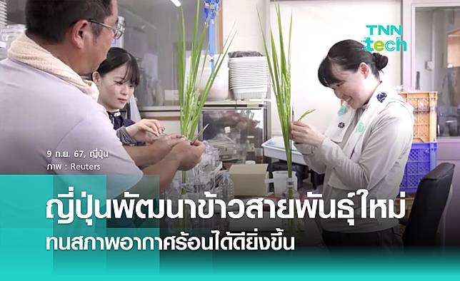 ญี่ปุ่นพัฒนาข้าวสายพันธุ์ใหม่ ทนสภาพอากาศร้อนได้ดียิ่งขึ้น