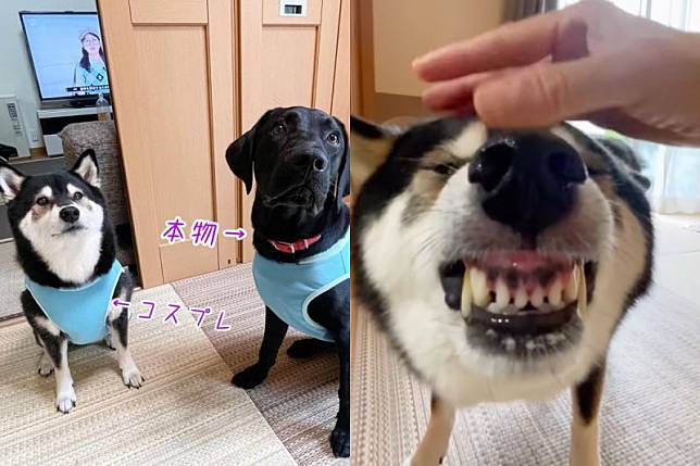 黑柴吃完飯空虛感爆發，呲牙咧嘴回味：「喔～牙齒上好香」。（圖／Instagram：sibainu_taiga）