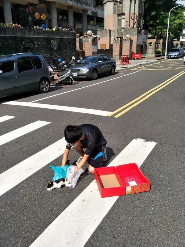 程昱齊日前目擊貓咪被車撞死輾斃，因不忍讓貓咪橫死街頭，經路人幫忙提供塑膠袋、紙盒，將貓咪屍體安放紙盒中。（翻攝自爆料公社）