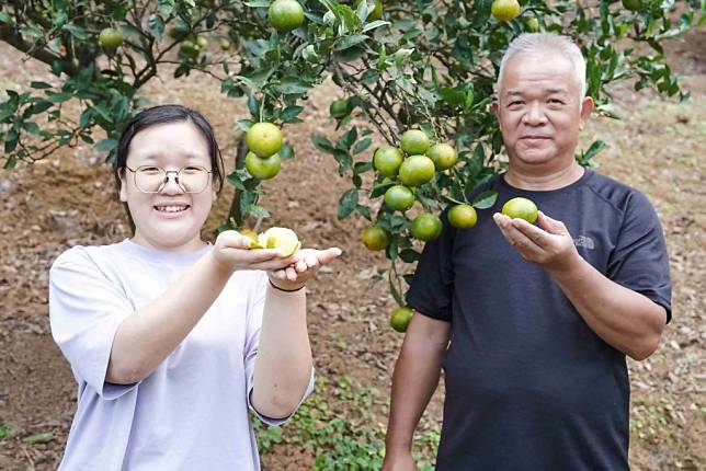 新北市八里區柑農褚永興種植的帝王柑上市，其女兒褚季盈透過社群經營協助父親行銷。　（記者吳瀛洲攝）