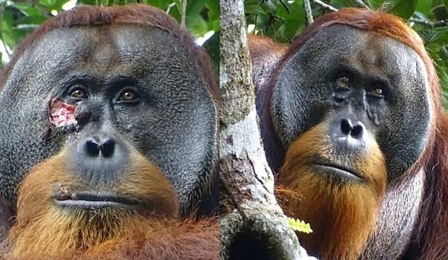 印尼一隻雄性蘇門答臘紅毛猩猩被發現會自製植物藥膏治療傷口，療癒效果十分好。（翻攝X@Lesism）