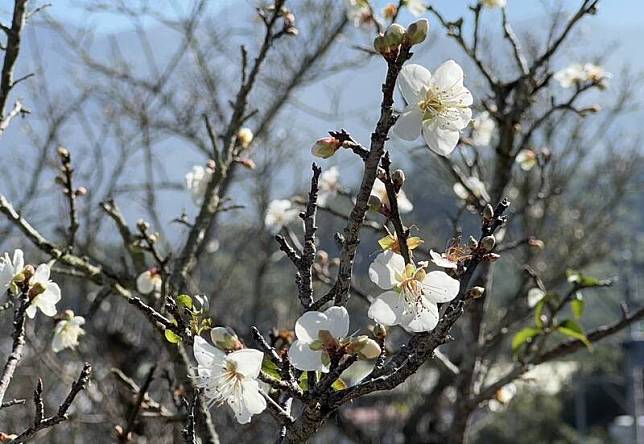 嘉義縣梅山公園的梅花初綻放，花況可期。（記者湯朝村攝)