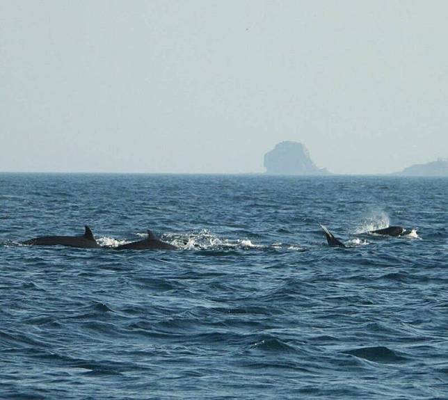 澎湖今年入秋以來，南海首見海豚集體出現驚喜畫面。(澎湖海洋志工隊提供)