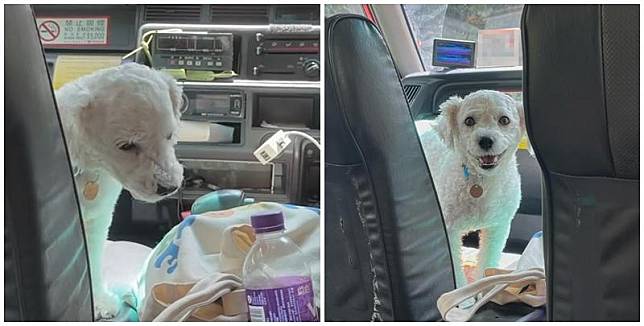 有網民近日坐的士時，驚喜發現女司機帶同愛犬開工，更安排牠坐前座座位，(Threads)