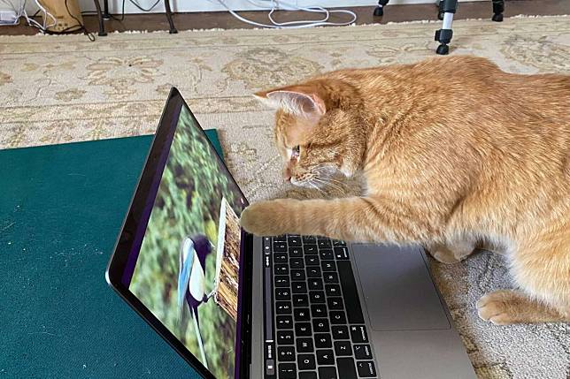 自來貓每天上門「看電視」　手敲筆電：偶要看小鳥！