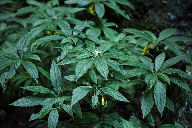 This photo taken on Oct. 7, 2019 shows a new species of impatiens named Impatiens beipanjiangensis in Panzhou City, southwest China's Guizhou Province. (Photo by Guo Ying/Xinhua)