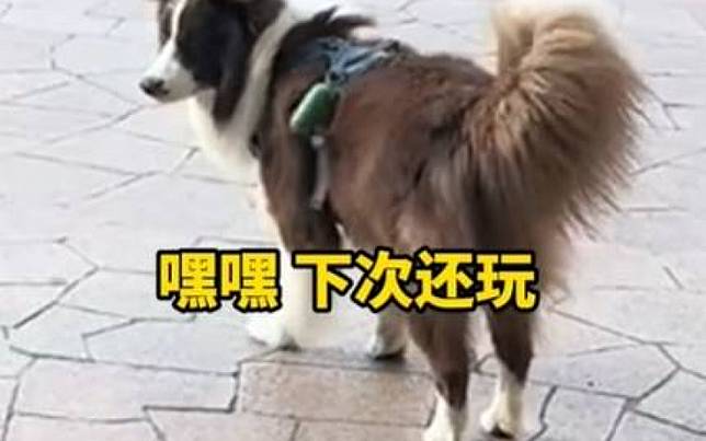 背後一陣涼！　貓回頭發現牧羊犬竟然在跟蹤