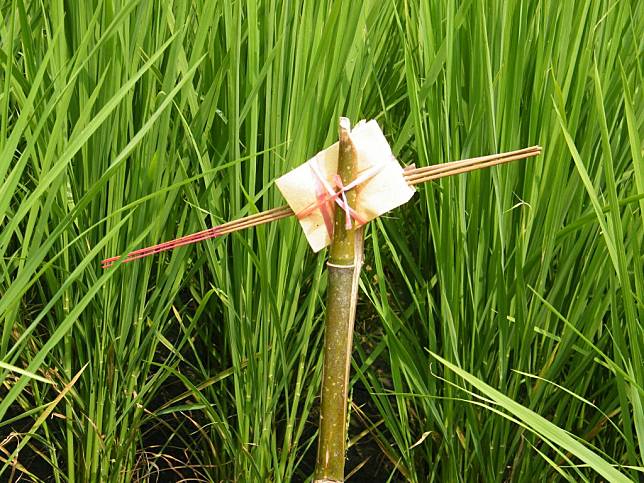 農友在中秋節拜田頭土地公後插著土地公拐，令人懷舊。(記者吳東興攝)