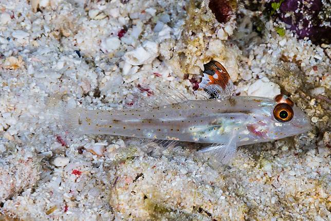 許多色彩較少的魚種美感分數較低。圖為斑鰭紡錘鰕虎（學名：Fusigobius signipinnis）。圖片來源：François Libert／Flickr（CC BY-NC-SA 2.0）