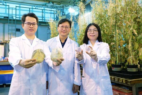 Professor Qiu Jianwen (centre), Lin Yitao (left), PhD student, and Li Yixuan (right), Post-doctoral Research Fellow of the Department of Biology of HKBU have discovered two new species of windowpane shell from Hong Kong and in the South China Sea.