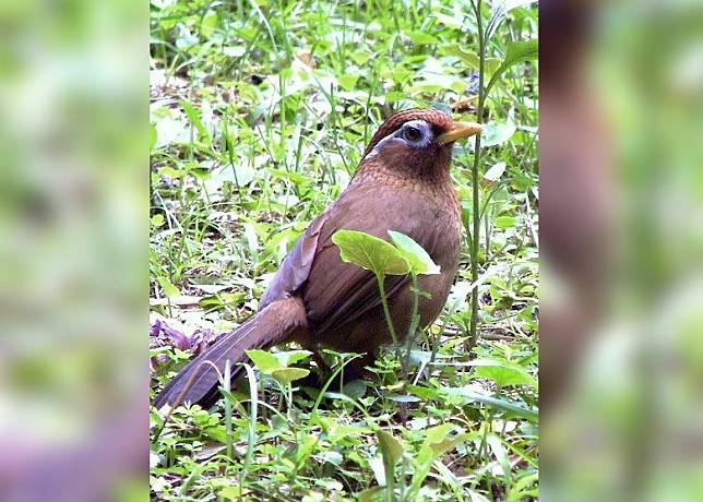 畫眉鳥屬二級保護野生動物。