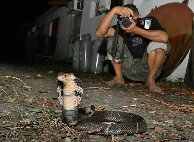呂縉宇打赤腳在眼鏡蛇後方1公尺拍攝，他的友人李政璋則在蛇前拍下人蛇社交距離1公尺的畫面。(李政璋提供)
