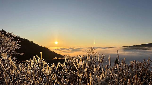 宜蘭太平山國家森林遊樂區16日清晨最低溫來到攝氏零下1度，隨著太陽升起，日光更令枝頭霧淞潔白晶瑩。（圖／太平山莊提供）