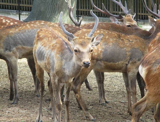 日本奈良鹿驚爆被保護組織虐待，獸醫舉報指，小鹿餓至見骨甩毛，每年死逾50隻