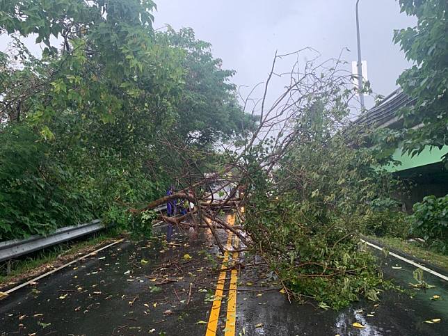 南屯區筏子東街一段路樹倒塌，疑似擊中機車騎士。(記者何宗翰翻攝)