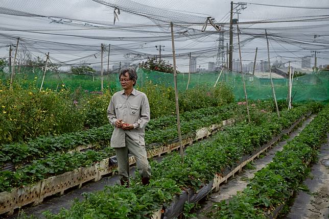 農民吳世聰家族世居冷水坑溪畔100多年，附近大多農田都已都更，只剩他們家的農田持續耕作。近年因水資源短缺，不種水稻，改以無毒農法、滴灌的方式種植草莓等蔬果。（攝影／謝佩穎）
