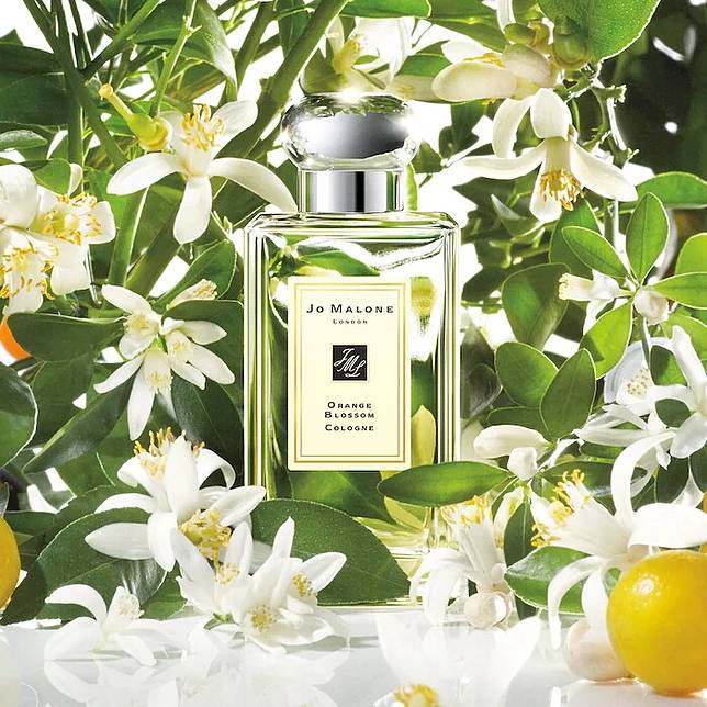 Jo Malone Lonodn橙花香水Orange Blossom Cologne。