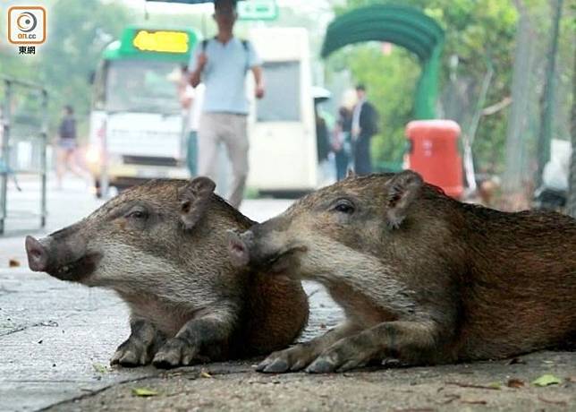 漁護署指野豬不屬於《條例》指明的受保護野生動物。