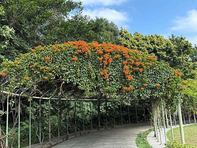 花博圓山園炮仗花開 絕美橘紅瀑布活力滿滿