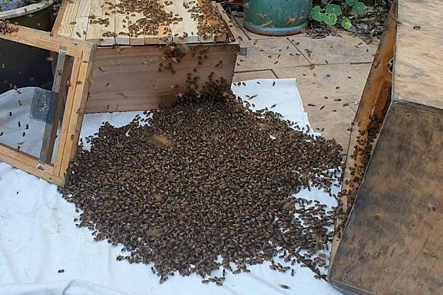 蜜蜂經常被極端天氣及人為因素而出現集體死亡的事件。（湯森路透）