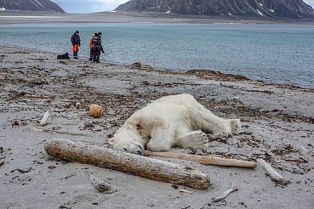 遭郵輪護衛擊斃的北極熊。（湯森路透）