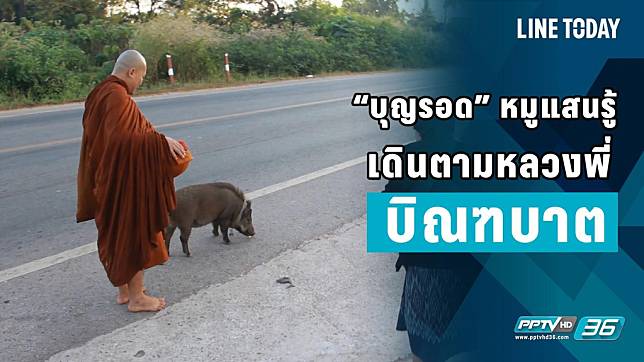 “บุญรอด” หมูแสนรู้  เดินตามหลวงพี่ บิณฑบาต