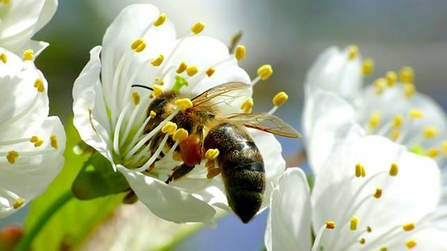 人類的食物，超過三分之一的作物需要仰賴蜜蜂授粉才能存活