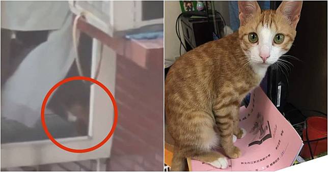 康老師的「貓咪」現蹤，現場已置放誘捕籠救援。（左圖：翻攝花蓮新聞網、右圖：翻攝Yao Meng-Hsi臉書）