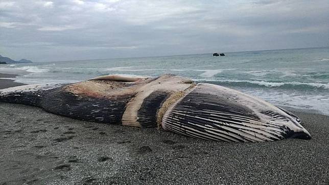 2020年初，一頭幼年藍鯨擱淺台東，其身上被漁具纏繞、瘦成皮包骨，推測是因不能進食餓死的。（海保署提供）
