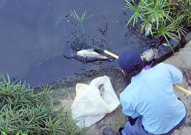 南市竹溪河岸出現不少死魚，魚種主要是吳郭魚，每一隻都長得比手掌還要大。(讀者提供)