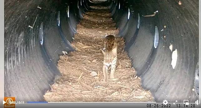 苗栗著力保育石虎已有成效，圖為動物通道拍攝石虎畫面。（圖：農業處提供）