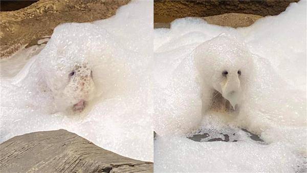 美國某動物園竟出現「泡泡怪」。（圖片來源／Kansas City Zoo 臉書）