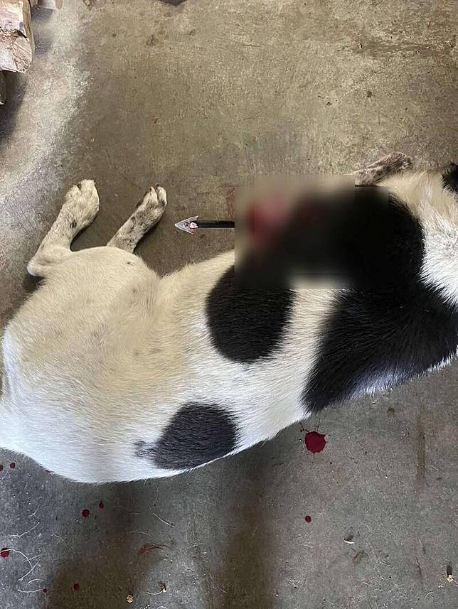 狗兒遭一隻箭貫穿。(曾玟學提供)