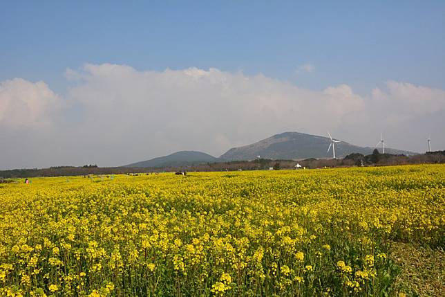 ▲韓國花季景點-濟州島油菜花田。（圖／Pixabay）