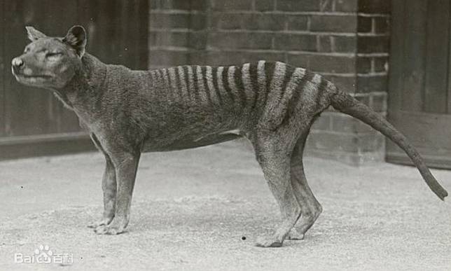 袋狼目前已絕種，有科學家研究遺傳學試圖復育。   圖：翻攝自百度百科