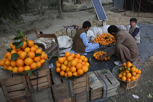 Photo taken on Jan. 1, 2025 shows farmers collecting oranges in Nangarhar province, eastern Afghanistan. (Photo by Saifurahman Safi/Xinhua)