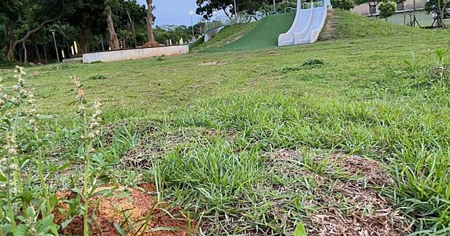 18年紅火蟻防治2.5億打水漂　全台桃園最嚴重