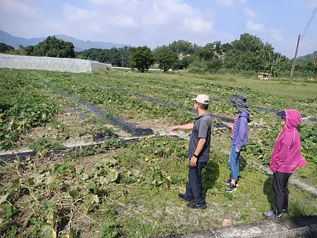 ▲受康芮颱風影響，高市府在成功爭取蘿蔔、紅豆等5項救助項目後，再次成功爭取食用番茄、南瓜、櫛瓜、龍鬚菜等農產業天然災害現金救助及低利貸款。（圖／高市府農業局提供）