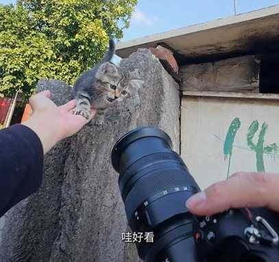 貓咪被街拍後下秒獲得收編。（圖／翻攝自臉書）
