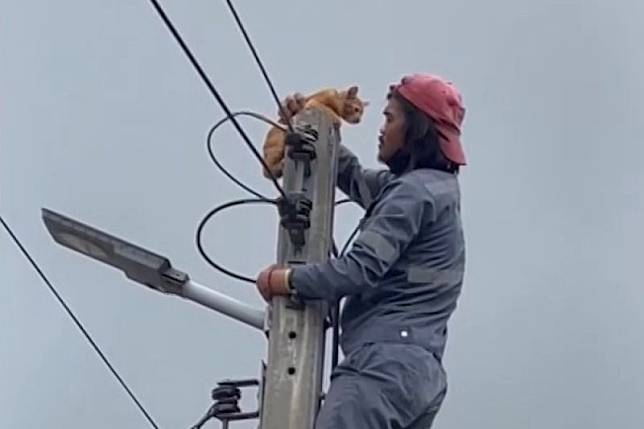 小貓慘卡電線桿20分鐘，工人主動救援，網友讚：「平民英雄！」（圖／AP+ Viral Press）