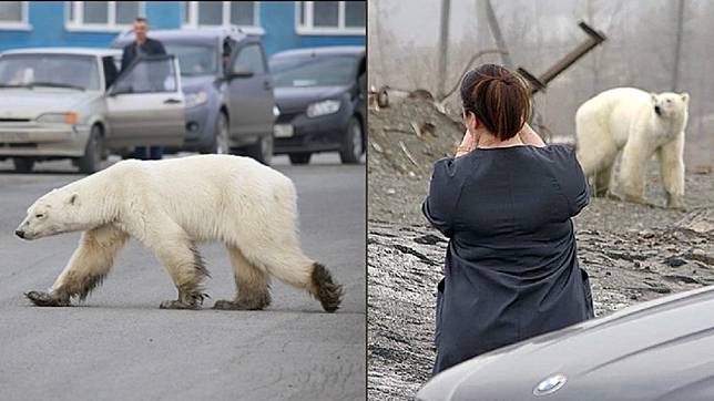 北極熊現身俄羅斯西伯利亞的城市諾里爾斯克。圖／翻攝自The Siberian Times ‏推特