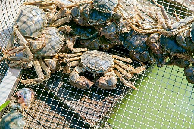 ▲一隻隻捕撈上岸準備出貨的大閘蟹（圖/奧丁丁市集）