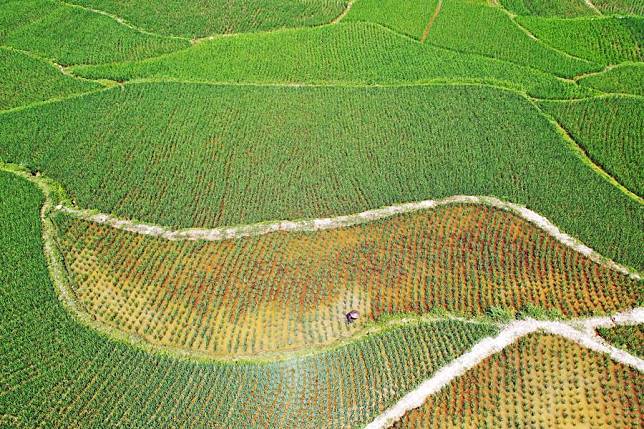 Aerial photo shows a farmer working in the fields in Fanjingshan Village of Tongren City, southwest China's Guizhou Province, July 6, 2022. (Photo by Li He/Xinhua)