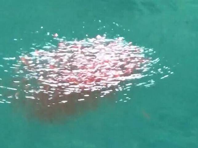 日月潭「惡霸」魚虎正值繁殖季，有漁民發現今年頭一批魚虎球現蹤，並浮上水面換氣再現「死亡泡泡」。(民眾提供)