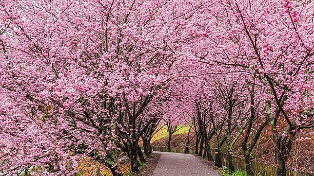 武陵農場開出絕美櫻花盛宴（圖片來源/LINE熱點用戶） 
