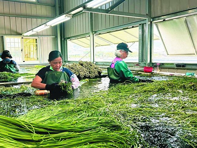 缺工已是台灣農業共同的危機。圖為越南籍新住民與移工處理採收後的野蓮。記者徐白櫻／攝影